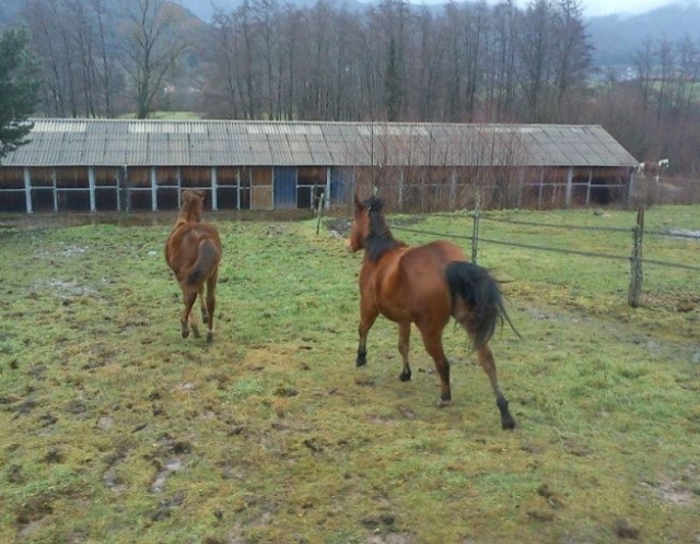 les chevaux du ranch